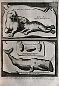 Artwork of a walrus and sperm whale,dated 1720