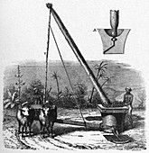 Sugar cane milling,19th century