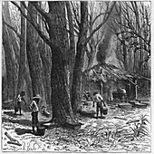 Collecting maple tree sap,19th century