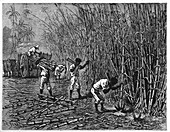 Sugar cane harvest,19th century