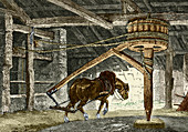 Horse gin,illustration