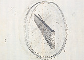 Herschel's galactic model,1784