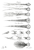Types of comets,1668