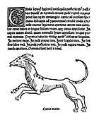 Canis Major constellation,1482