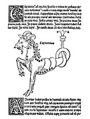 Capricorn constellation,1482