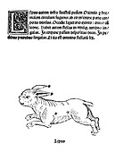 Lepus constellation,1482