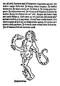 Serpentarius constellation,1482