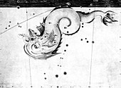 Piscis Notius constellation,1603