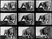 High-speed sequence of a walking lion by Muybridge
