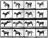 High-speed sequences of a kicking mule