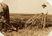 Ploughing a field,1915