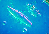 LM of a Trichonympha sp. protozoan