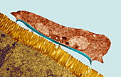 Giardia lamblia protozoan,TEM