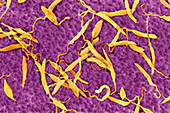 Leishmania parasitic protozoa,SEM