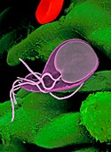 Giardia protozoan,SEM