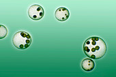 Green algae colonies