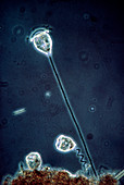 LM of Vorticella ciliate protozoa