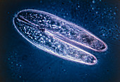 LM of 2 conjugating Blepharisma undulans protozoa