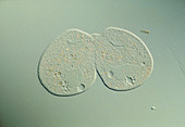 LM of a Paramecium sp. protozoan dividing