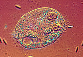 LM of the ciliate protozoan Balladine viridis