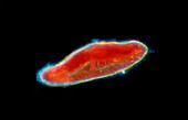 LM of the ciliate protozoan Paramecium sp