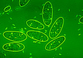 LM of paramecium sp