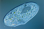 LM of of a single Paramecium sp