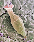 Ciliate protozoan,SEM