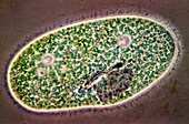 Paramecium protozoan