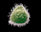 Blepharisma ciliate protozoan,SEM