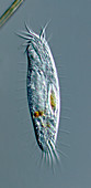 Balladyna ciliate protozoan