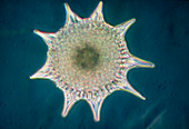 Light micrograph of a radiolarian Heliodiscus sp