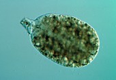 LM of the large shell-less amoeba Pelomyxa sp