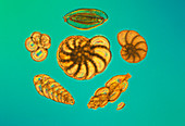 LM of different Foraminifera shells