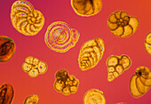 LM of different Foraminifera shells