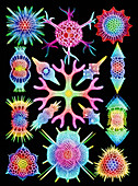 Computer art of radiolarians (from Ernst Haeckel)
