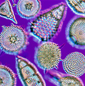 LM of an assortment of radiolaria