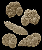 Fossilised foraminiferans,SEM