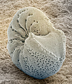 Foraminiferan fossil,SEM
