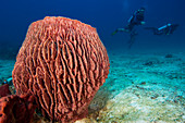 Giant barrel sponge