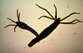 Hydra sp. polyp
