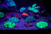 UV-illuminated fluorescent coral