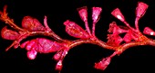 Campanularia hydrozoan,light micrograph