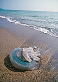 Jellyfish,Rhizostoma octopus on Cornwall beach