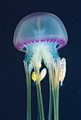 Jellyfish with fish
