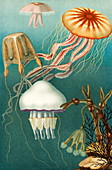 Jellyfish,1895