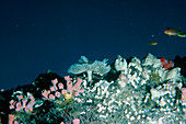 Coral reef organisms in the Red Sea