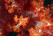 Red cauliflower coral (Dendronepthya sp.)