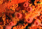 Yellow creeplet sea anemomes among sponges