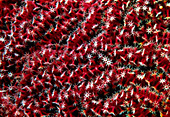 Sea fan coral polyps